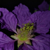 Lagerstroemia speciosa (L.) Pers.